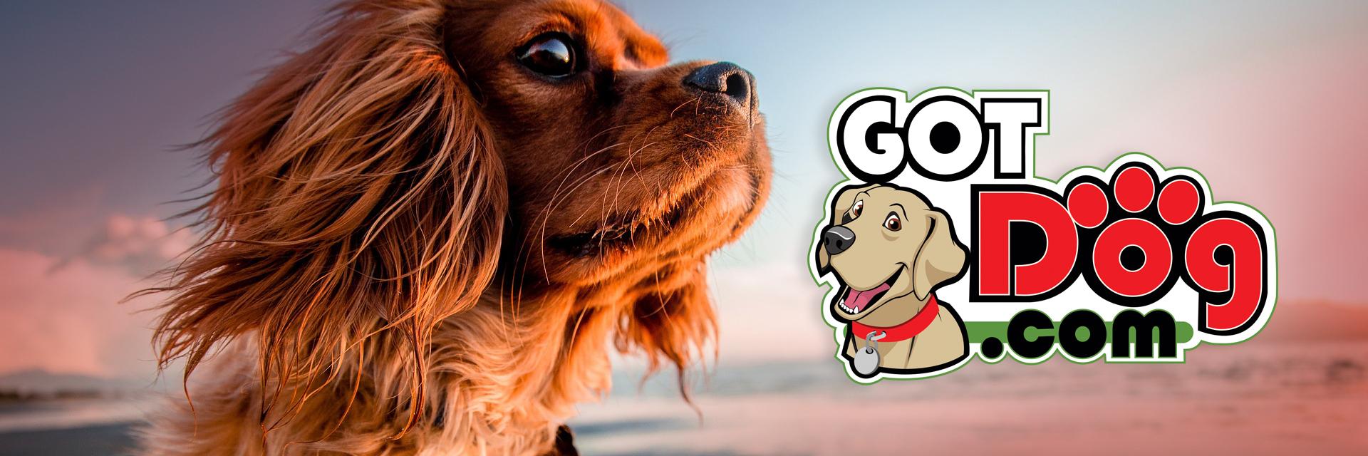 GotDog Logo