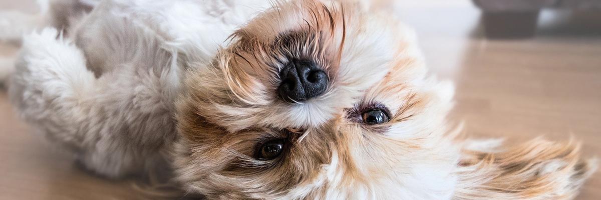 A senior dog